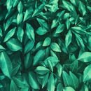 tecido-sublime-estampado-floresta